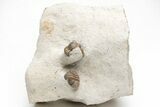 Partial Kainops & Paciphacops Trilobites - Oklahoma #212345-1